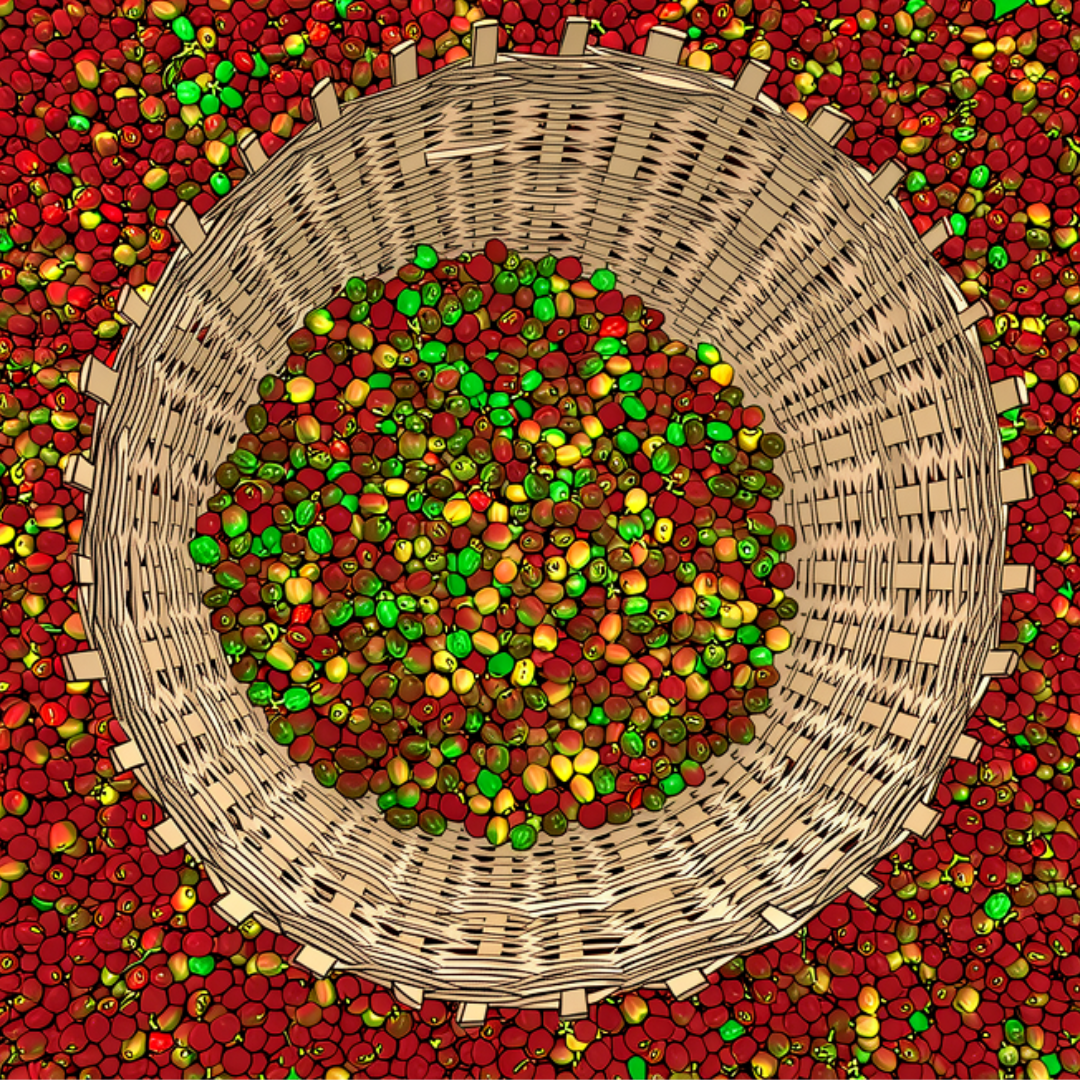 Ethiopia Sidamo / Bensa 227g